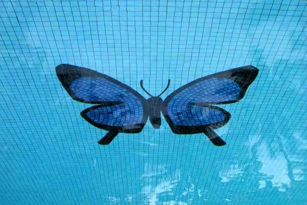 600 X 400 swimming pool butterfly